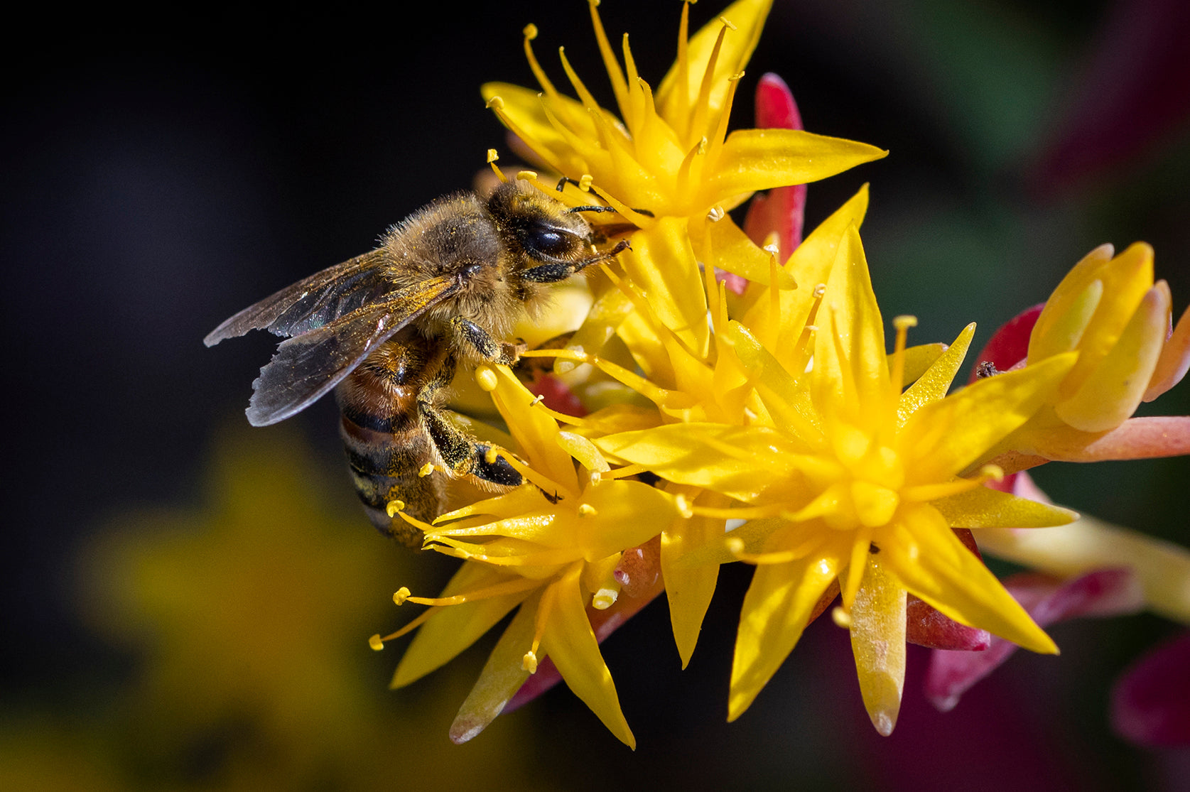 bee, wasp, help, avoid harming, flowers, garden, safe